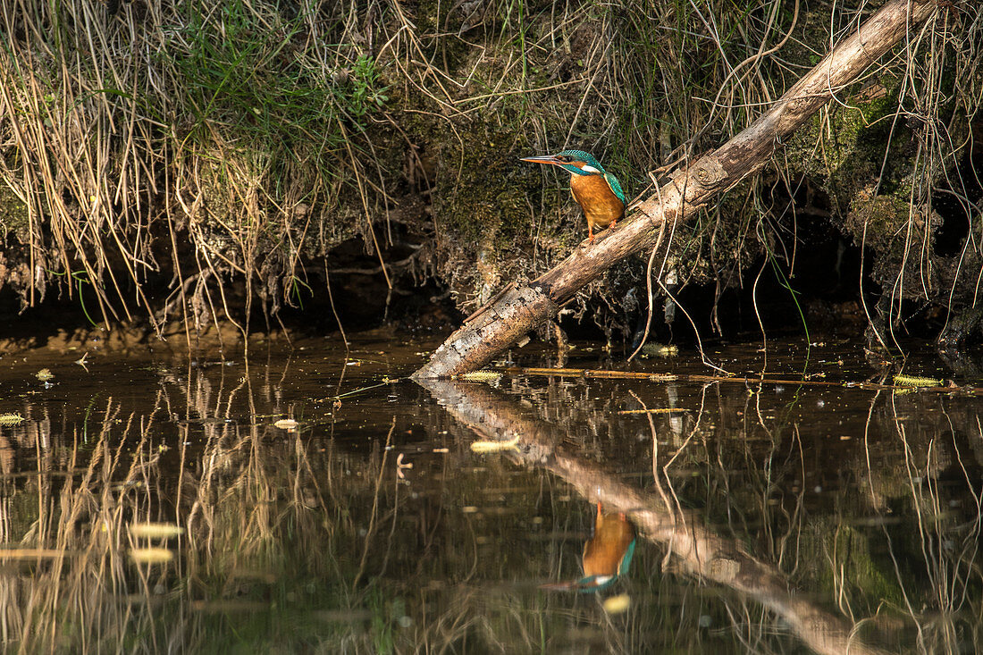Kingfisher with water reflection, Germany, Brandenburg, Spreewald