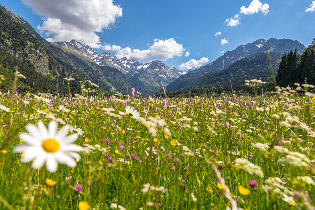 Sommer Wildblumenwiese in den deutschen Alpen, Deutschland, Bayern, Oberallgäu