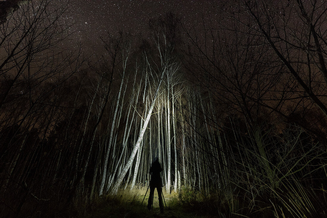 Silhouette man at night with starry sky in birch forest, Germany, Brandenburg, Spreewald