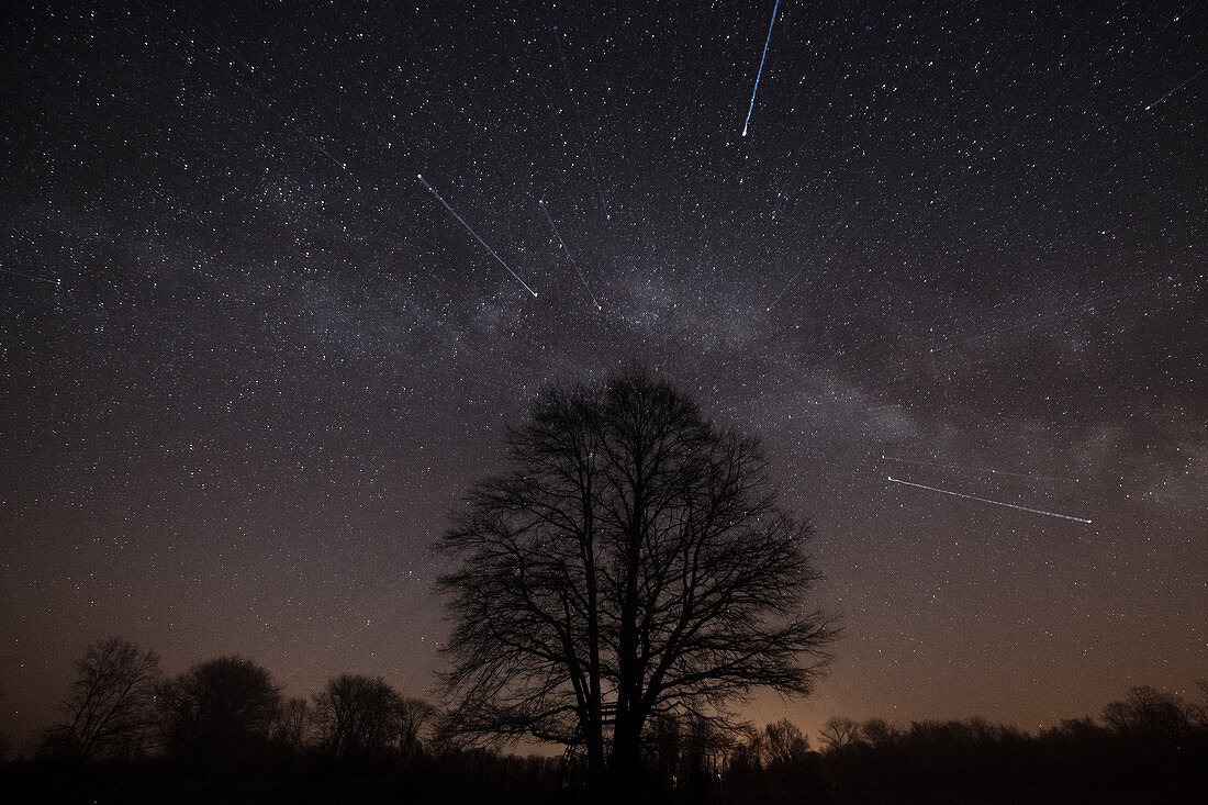 Old, leafless tree in front of a cloudless starry sky, Germany, Brandenburg, Spreewald