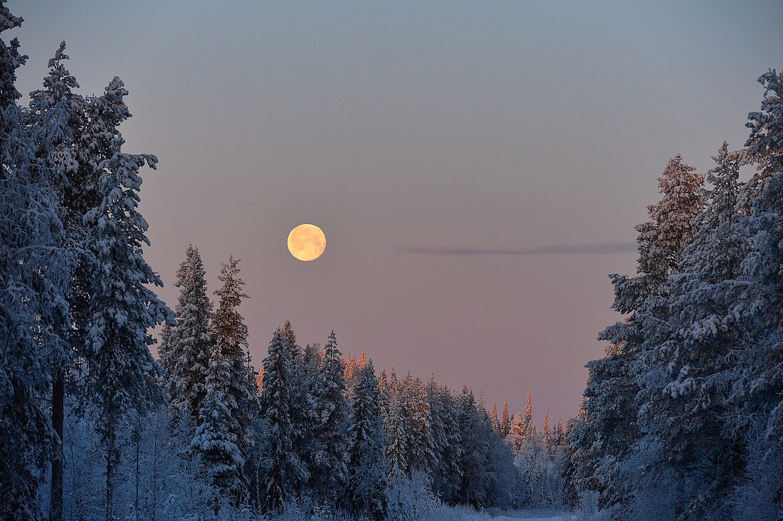 Winterlandschaft mit Vollmond am Morgen, Storuman, Västerbottens Län, Schweden