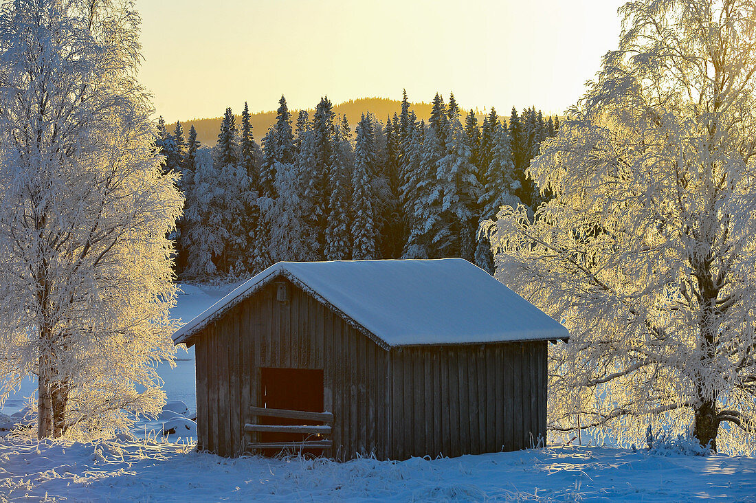 Holzhütte mit Birken voller Eis im Winterlicht, Mellanström, Lappland, Schweden