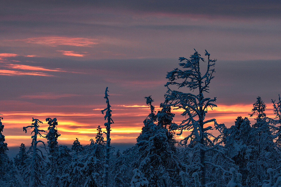 Vereiste Bäume in der Morgendämmerung im Winter in Lappland, Arjeplog, Schweden