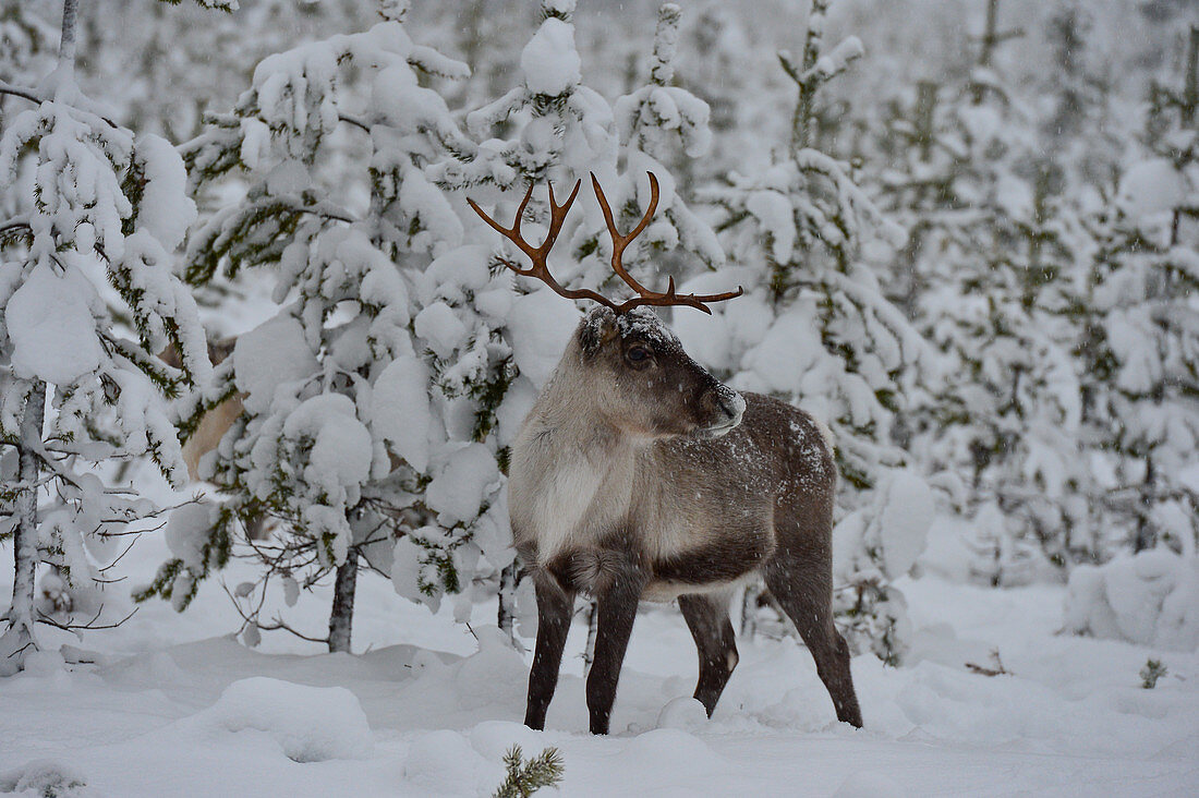 Ein Rentier im verschneiten Wald, Winter in Lappland, Utterbacken, Schweden