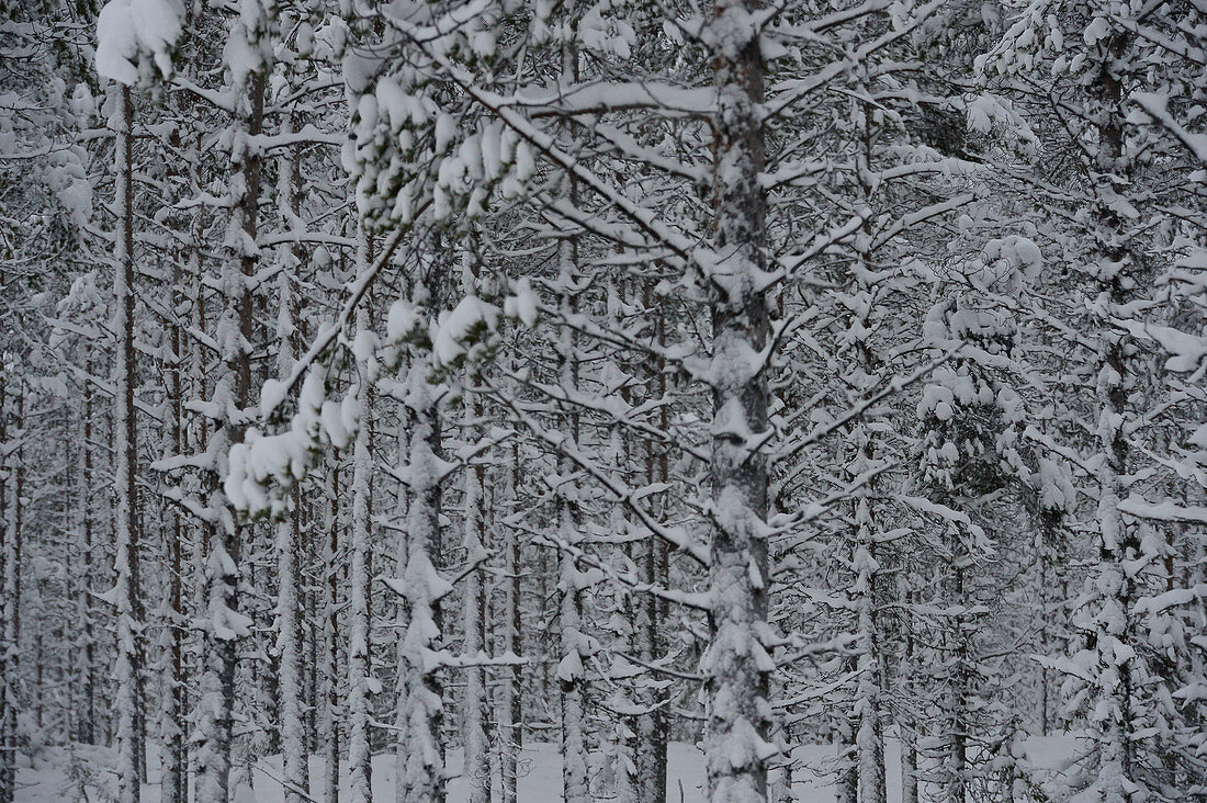 View into the snowy winter forest, Malå, Lapland, Sweden