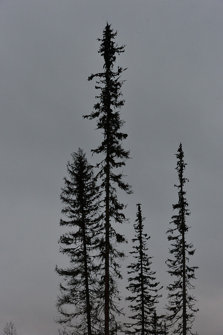 Bare spruce trees against a gray winter sky, Ytterhogdal, Lapland, Sweden