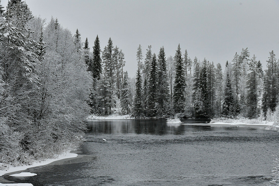 Ein Fluss mit schneebedeckten Bäumen im Winter bei Avaträsk, Västerbottens Län, Schweden