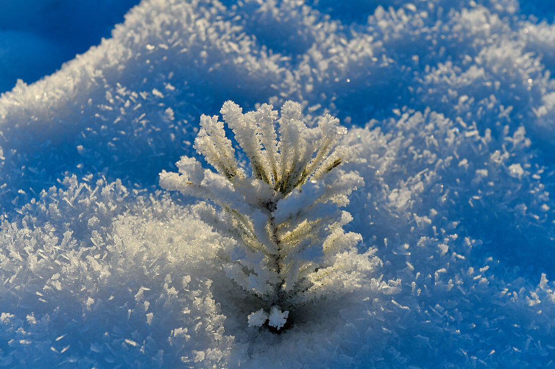 Eine winzige Kiefer im Winter voller Rauhreif und Eis im Sonnenlicht, Tallberg, Västerbottens Län, Schweden