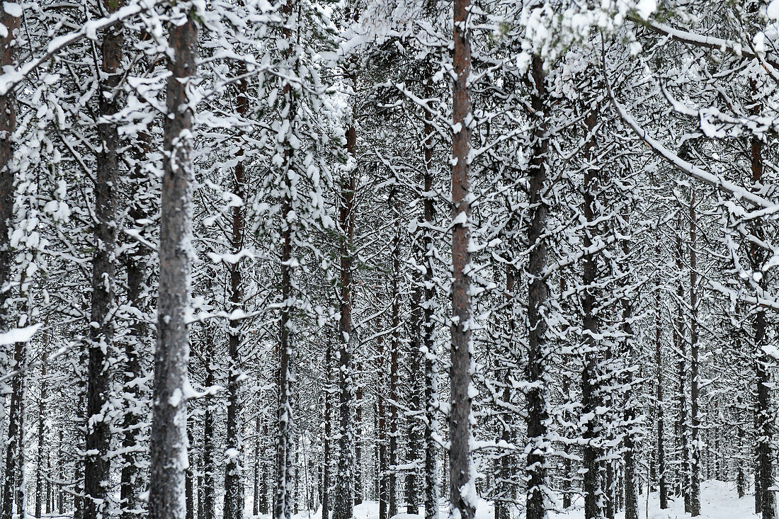 Blick in verschneite Fichten in Lappland, Strömnäs, Norrbottens Län, Schweden