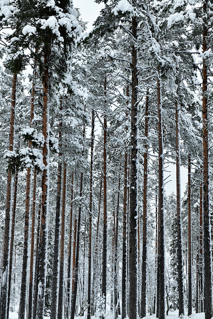 Verschneiter Wald mit hohen Fichten im Winter, Malå, Lappland, Schweden