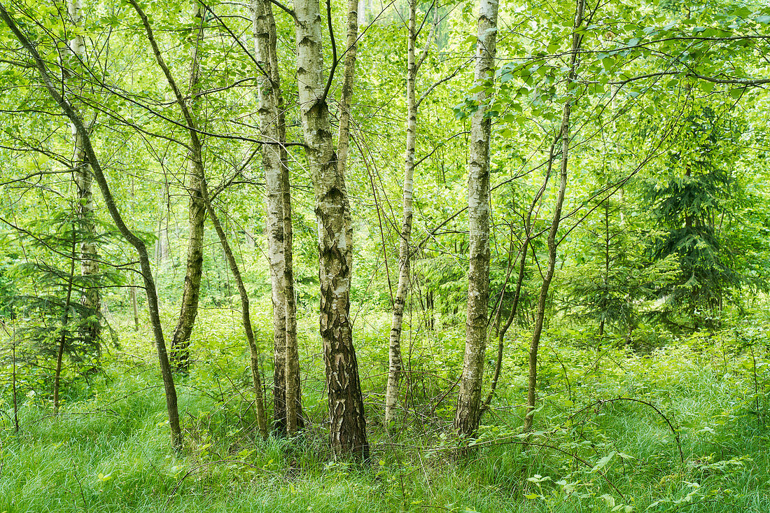 Ein Birkenwald im Frühling, Wald in Österreich, Europa