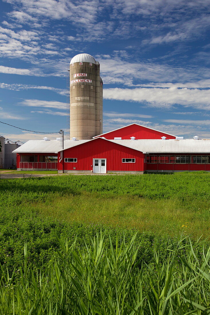 Rote Farm in einem Getreidefeld, Quebec, Kanada