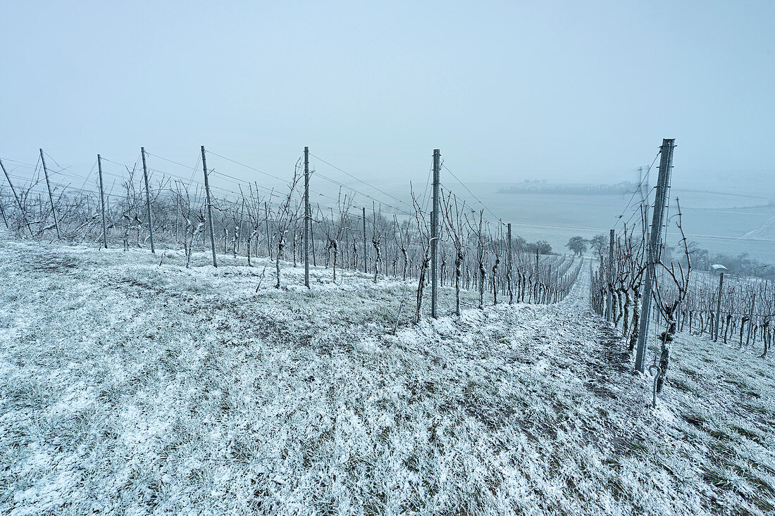 Winter in the vineyards near Krassolzheim, Sugenheim, Neustadt an der Aisch, Middle Franconia, Franconia, Bavaria Germany, Europe