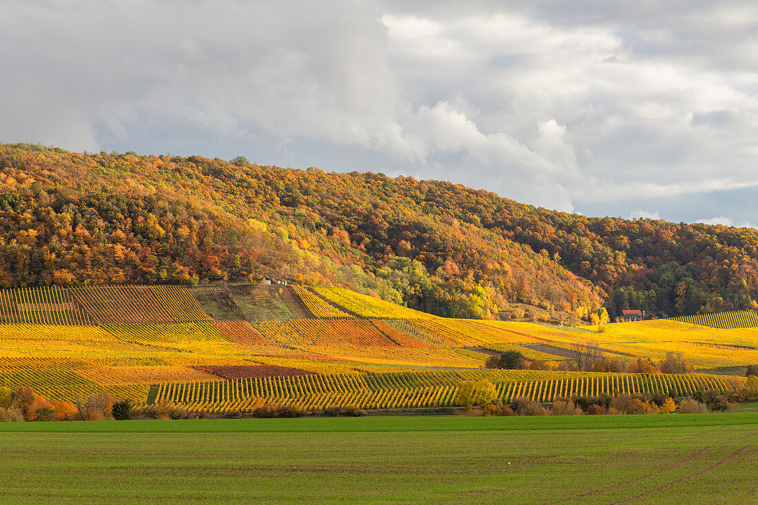 Vineyards in the southern Steigerwald, Weinparadies, Seinsheim, Huettenheim, Lower Franconia, Franconia, Bavaria, Germany, Europe