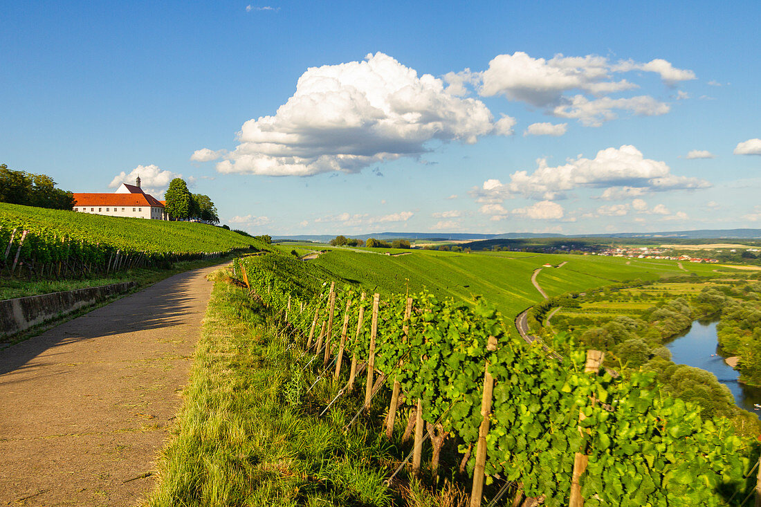 Die Vogelsburg bei Volkach, Kitzingen, Unterfranken, Franken, Bayern, Deutschland, Europa