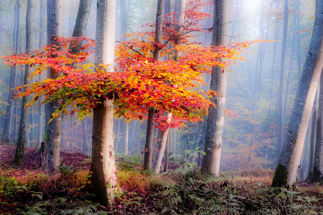 Tree with red leaves in the misty forest, Osterseem Bavaria, Germany
