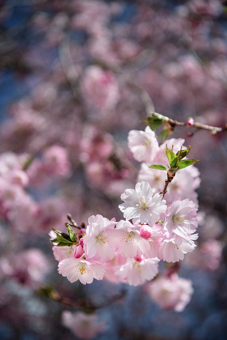 Cherry blossom, Obermarchtal monastery, municipality near Ehingen, Alb-Donau district, Baden-Württemberg, Danube, Germany