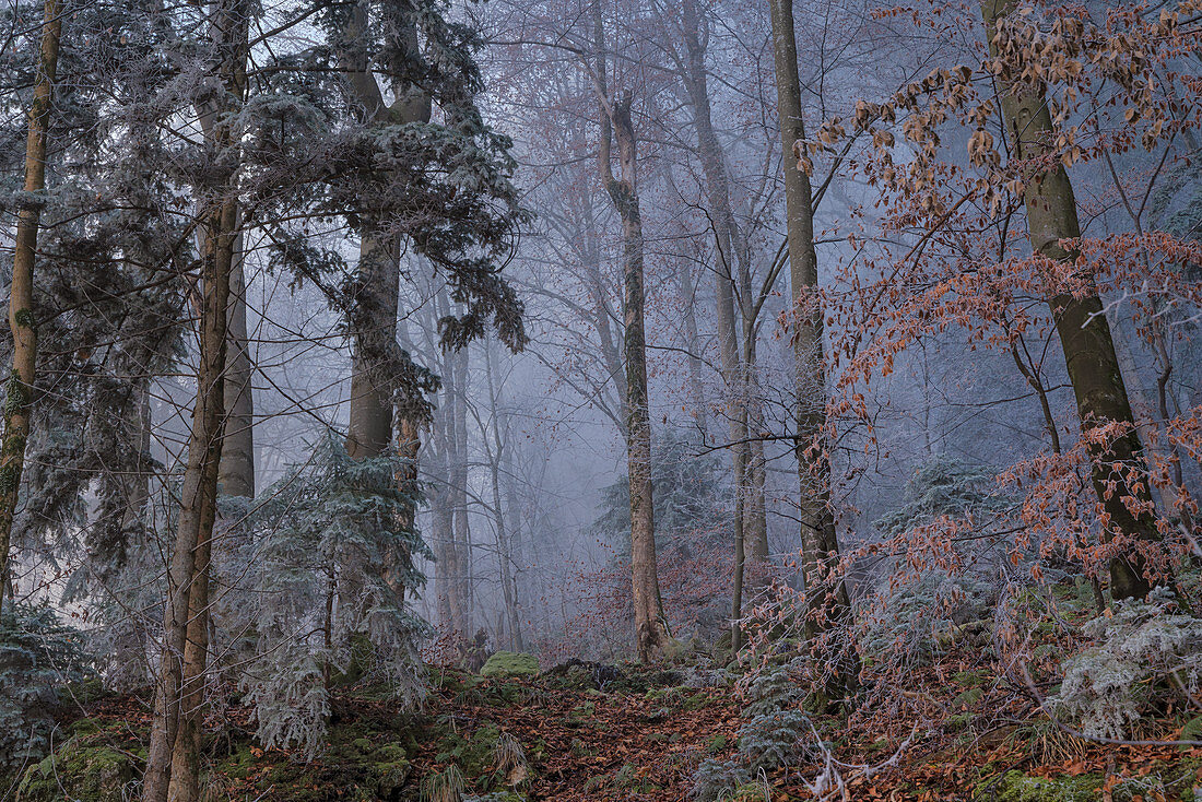 Raureif am Morgen im Bergwald im November, Kochel am See, Oberbayern, Bayern, Deutschland
