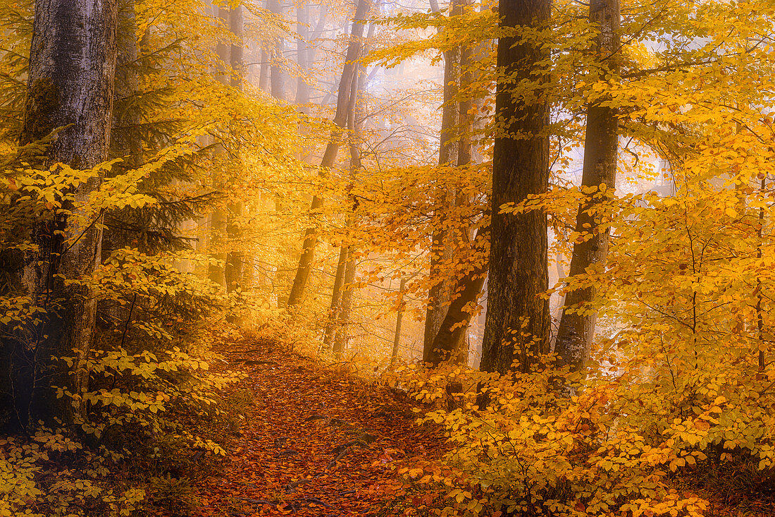 Goldener Oktober im Wald mit Buchen, Baierbrunn, Oberbayern, Bayern, Deutschland, Europa