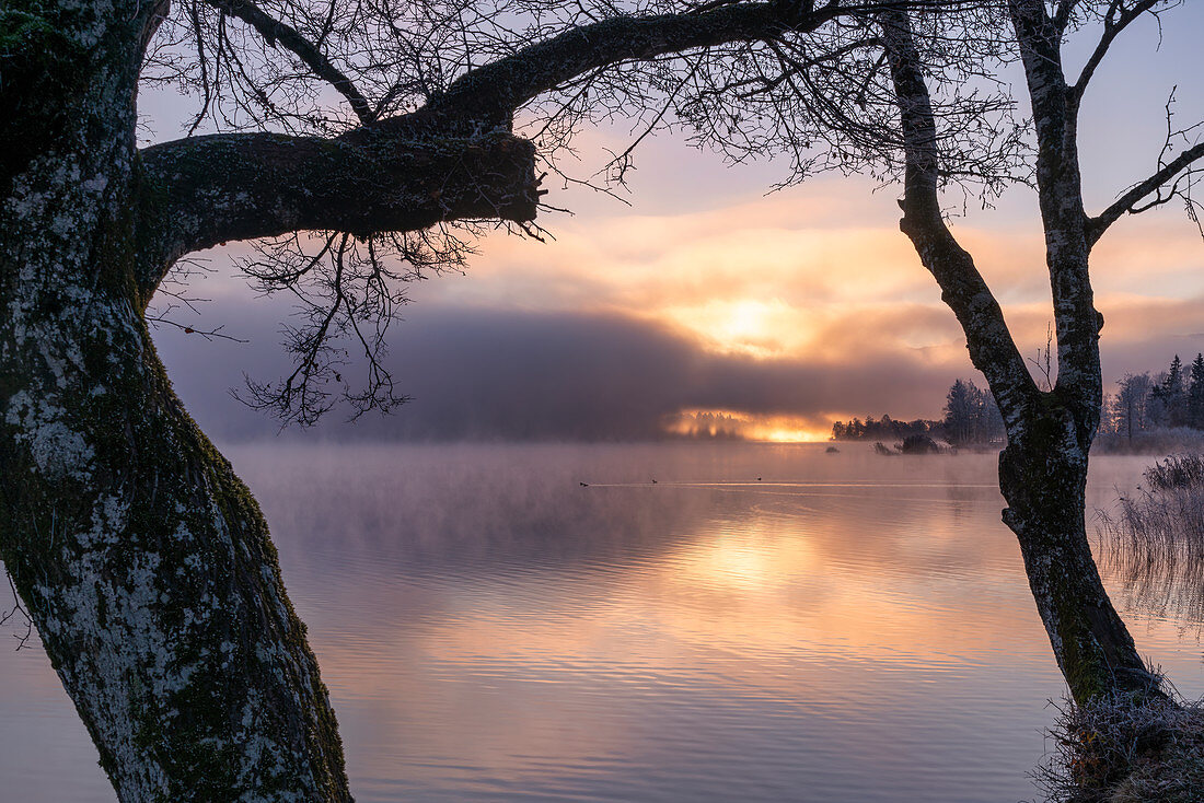 Frosty morning at the Staffelsee in November, Uffing, Upper Bavaria, Bavaria, Germany