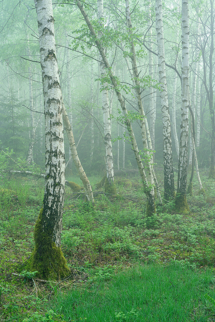 Birch trees in the morning mist, Bavaria, Germany, Europe