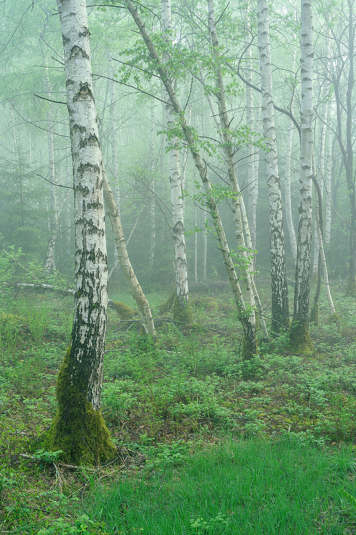 Birkengehölz im Morgennebel, Bayern, Deutschland, Europa