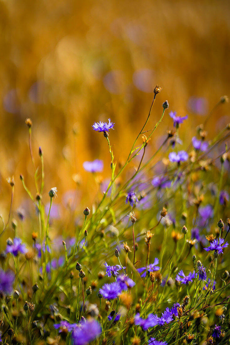 Summer flower meadow, Bavaria, Germany; Europe