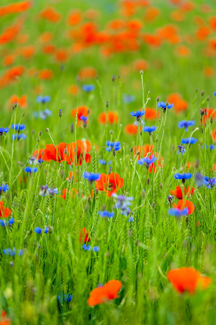 Organic grain field with summer flowers, Bavaria, Germany, Europe