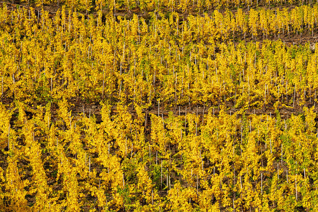 Oktobernachmittag in den Weinbergen bei Winningen, Rheinland Pfalz, Deutschland, Europa