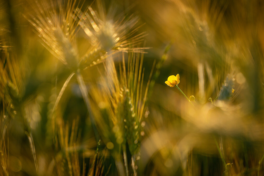 Buttercup in a grain field, Bavaria, Germany, Europe