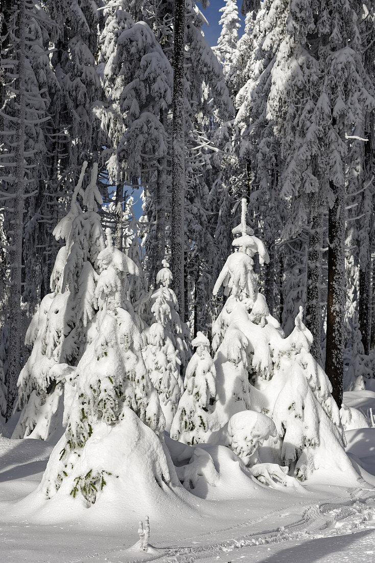 Winterliche Märchenlandschaft, Großer Feldberg, Taunus, Hessen, Deutschland