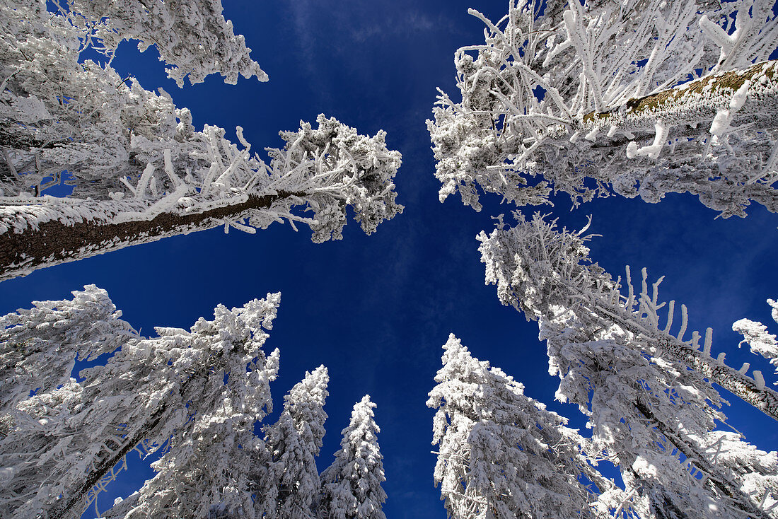 Winterliche Märchenlandschaft, Großer Feldberg, Taunus, Hessen, Deutschland