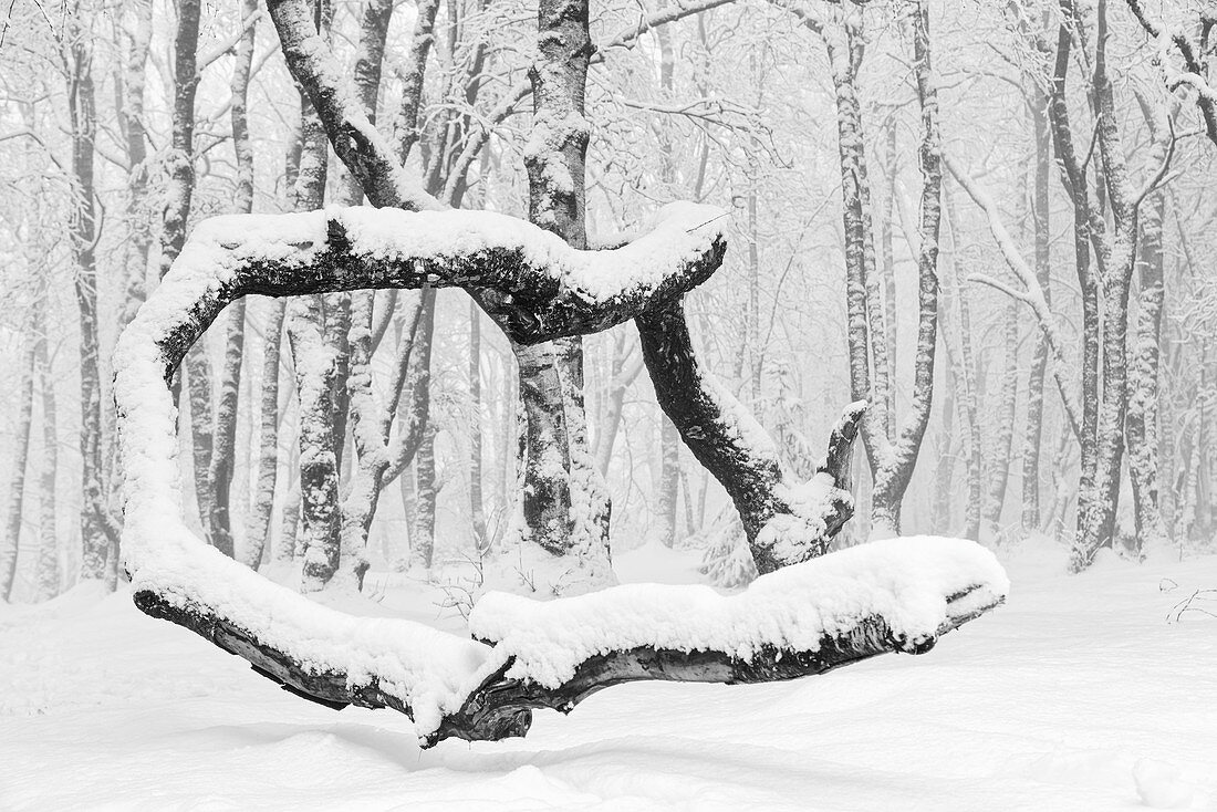 Winterwald nähe Großer Feldberg, Taunus, Hessen, Deutschland