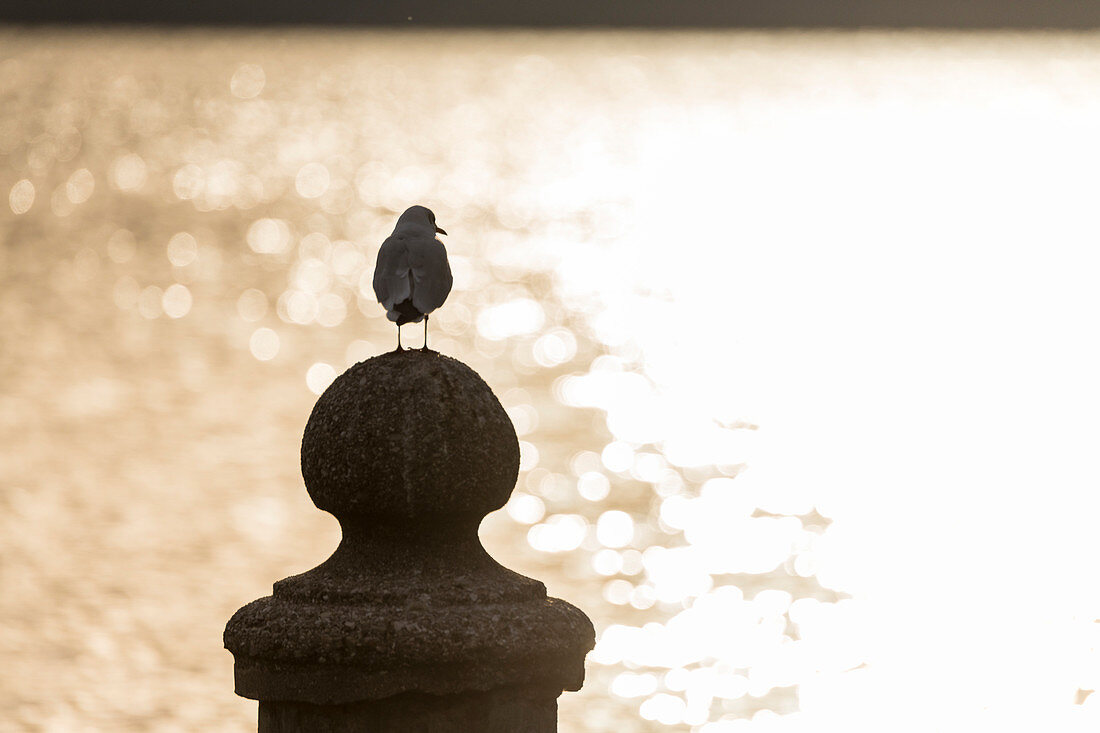 Möwe auf einem Poller eines alten Fähranlegers, Garda, Gardasee, Provinz Verona, Italien