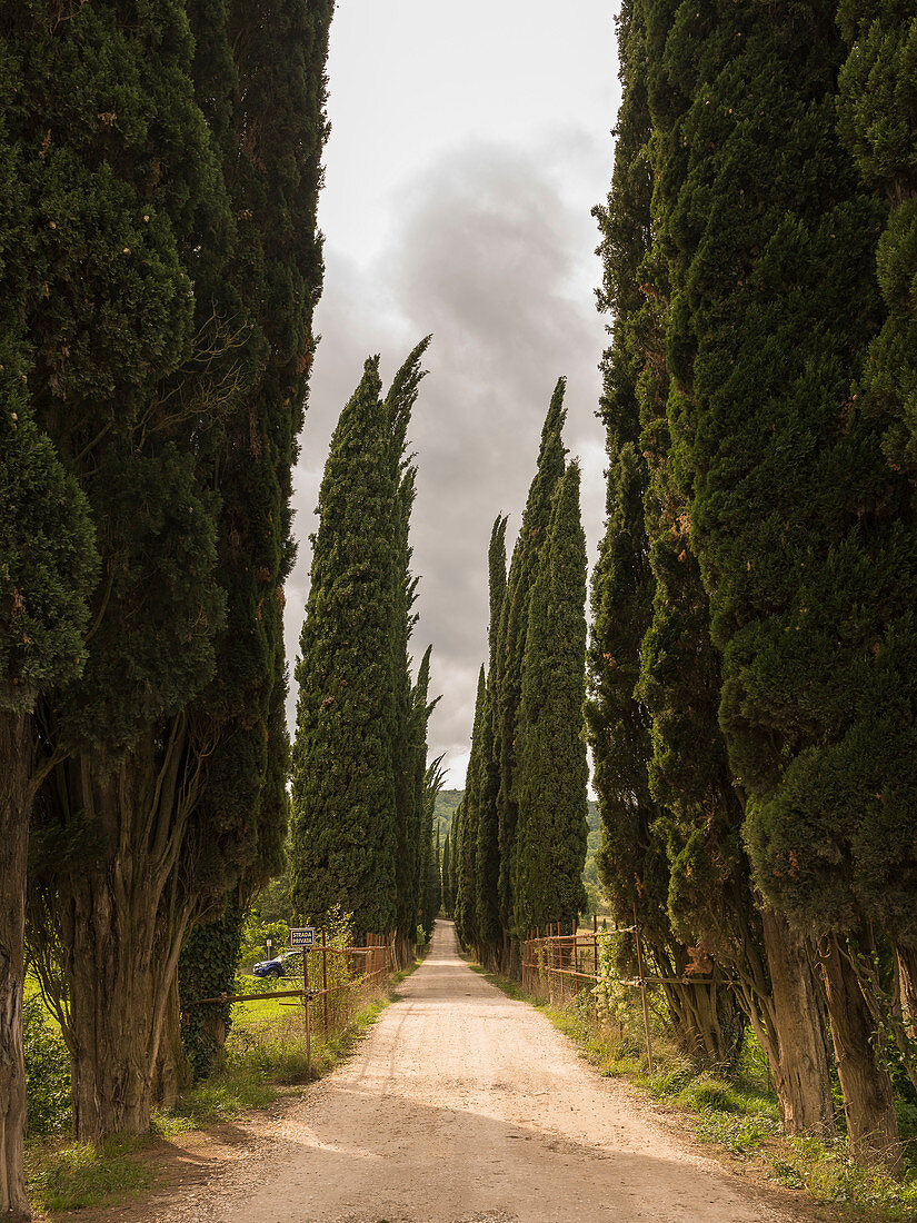 Cypress avenue in Chianti, Tuscany, Italy