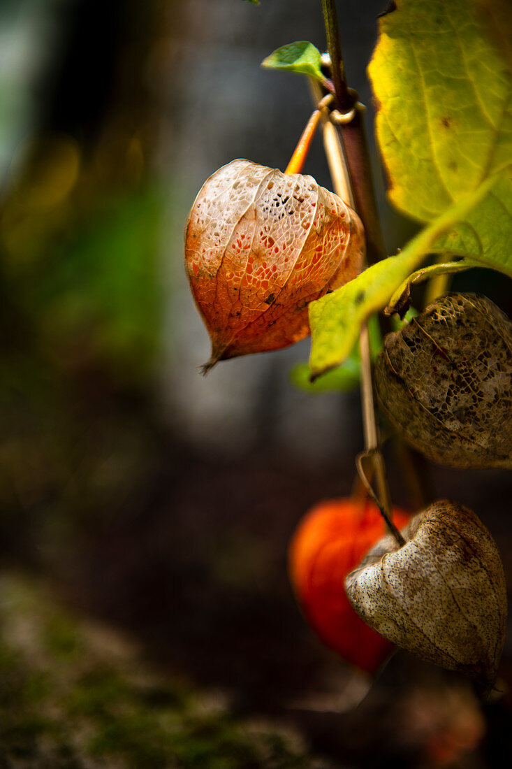 Withered physalis, Tuscany, Italy