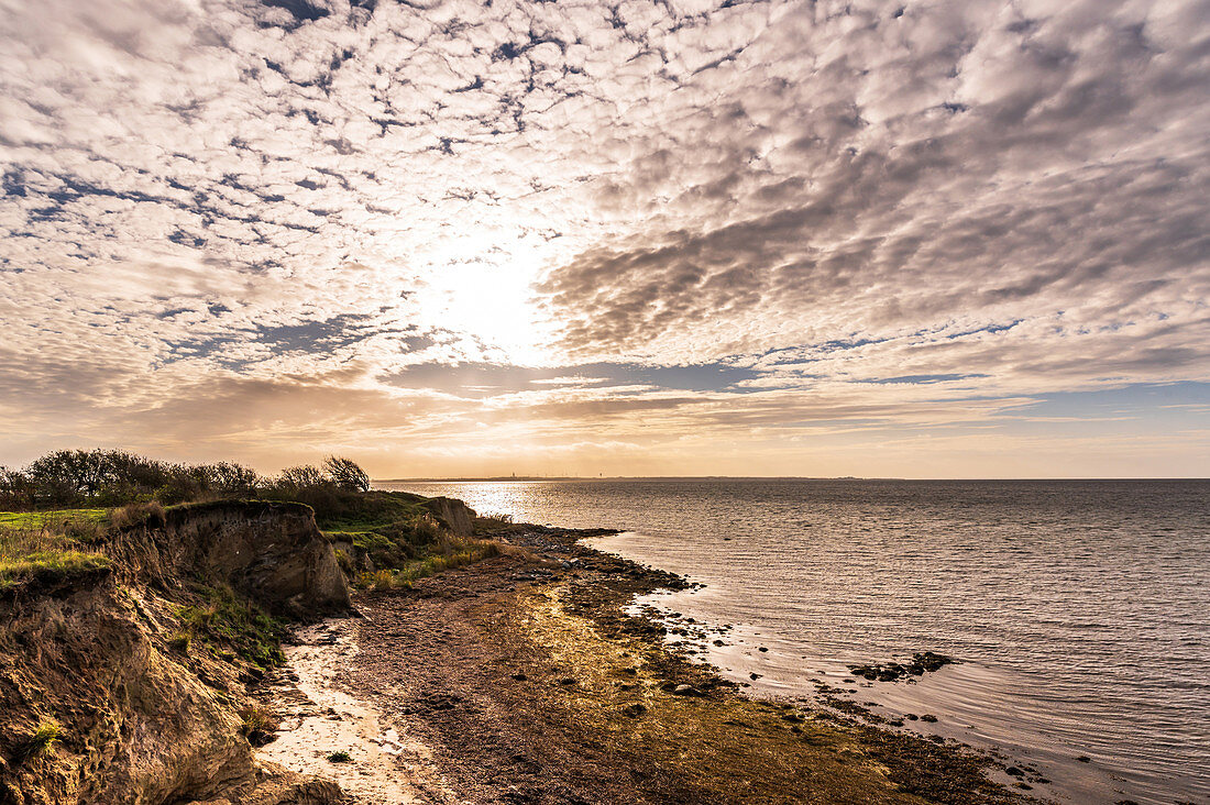 Steilküste von Gold auf Fehmarn, Ostsee, Ostholstein, Schleswig-Holstein, Deutschland