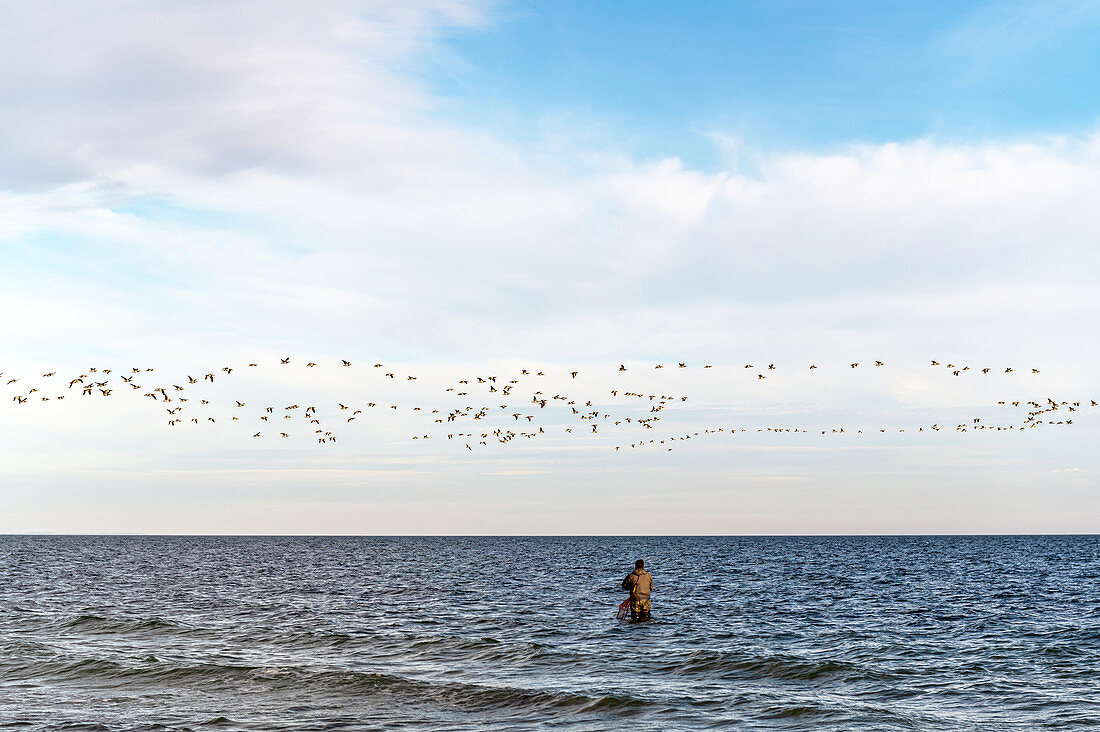 Fliegende Wildgänse über einem Angler in der Ostsee, Süssau, Ostholstein, Schleswig-Holstein, Deutschland