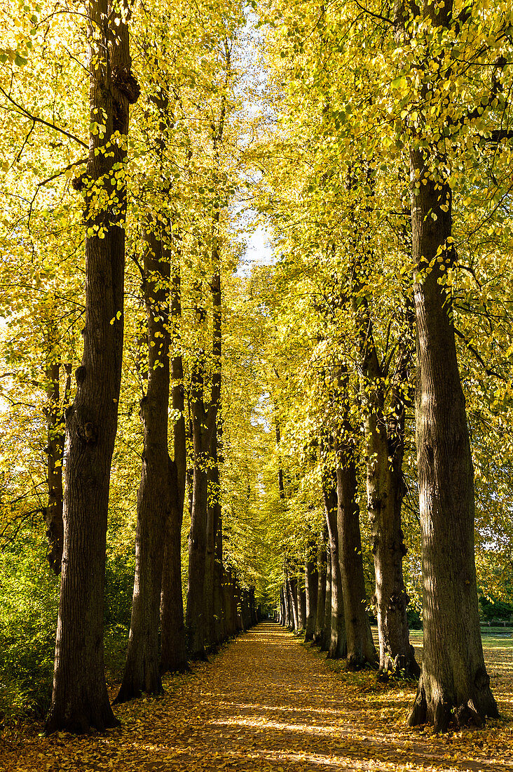 Herbstliche Lindenallee im Schlosspark von Eutin, Naturpark Holsteinische Schweiz, Ostholstein, Schleswig-Holstein, Deutschland