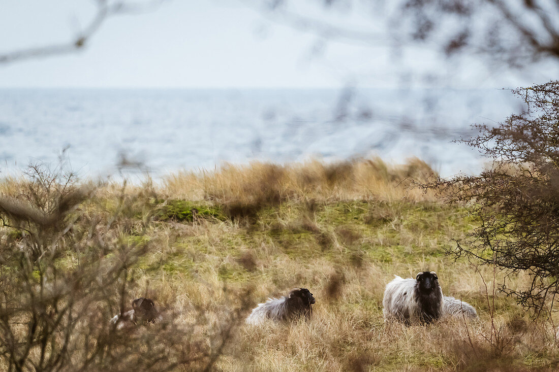 Schafe in den Dünen an der Ostsee, Klostersee, Ostholstein, Schleswig-Holstein, Deutschland