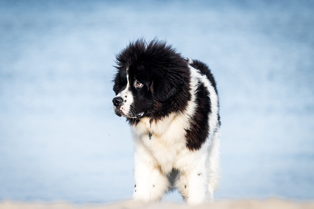 Young Newfoundland dog on the Baltic Sea beach, Baltic Sea, Heiligenhafen, dog, Ostholstein, Germany
