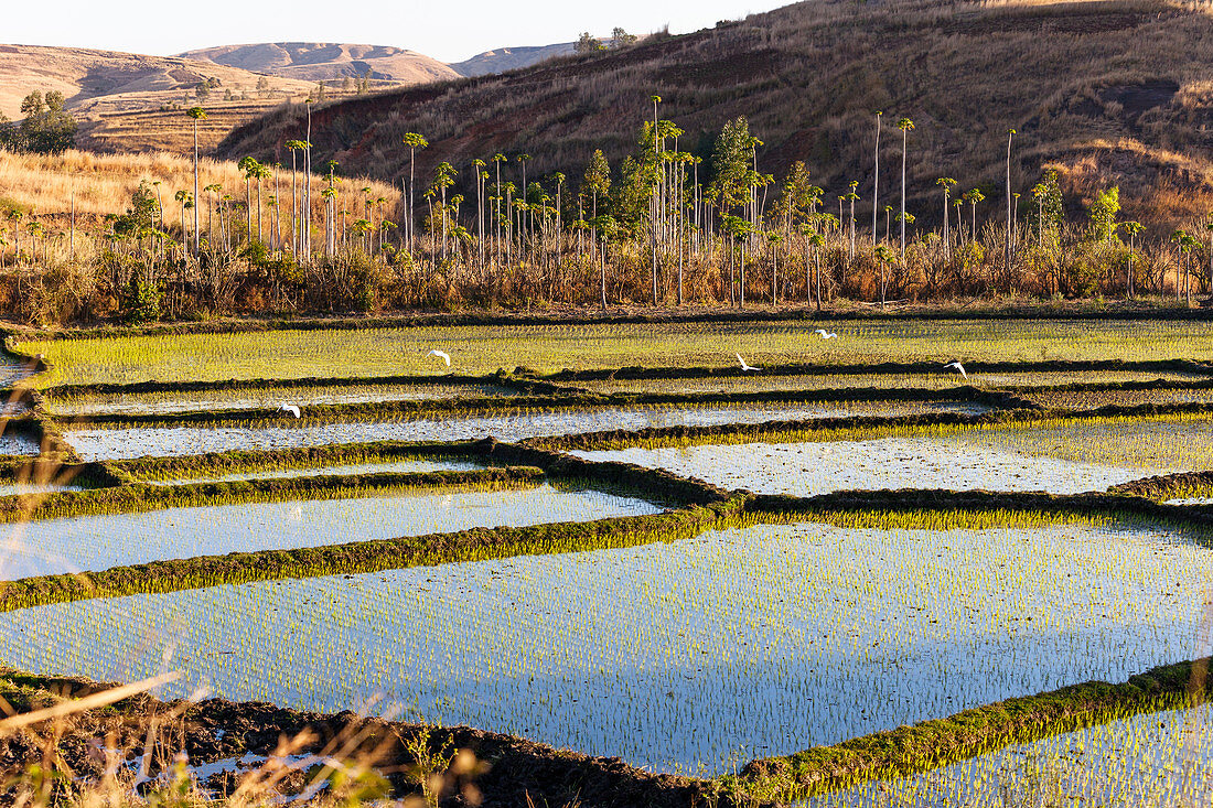 Rice fields west of Antananarivo, highlands, Madagascar, Africa