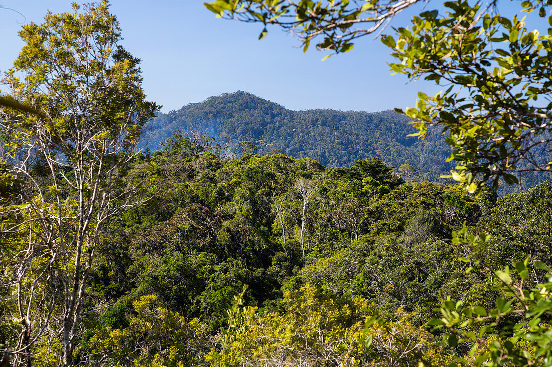 Regenwald von Ranomafana, Ranomafana Nationalpark, Madagaskar, Afrika