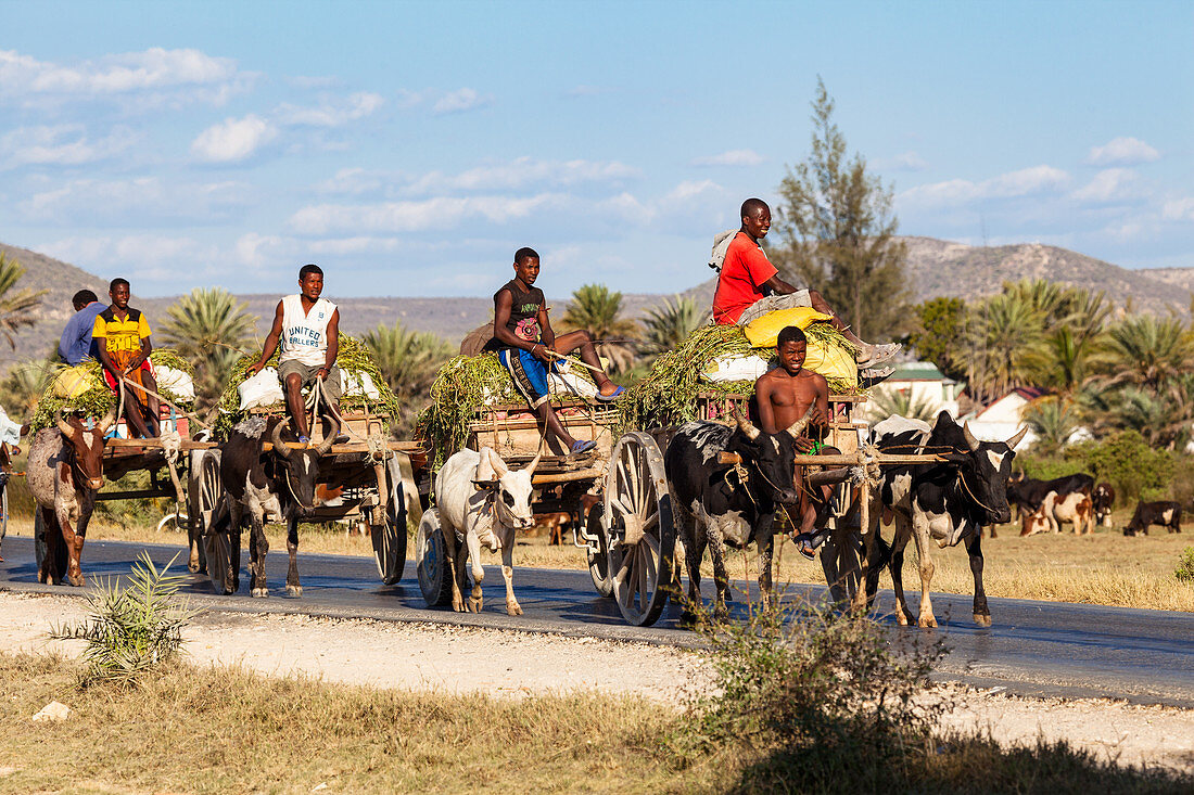 Zebu carts near Tulear, Madagascar, Africa