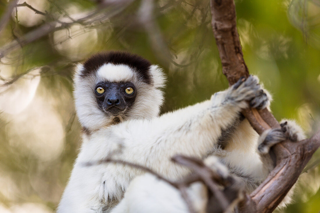 Larvensifaka, Propithecus verreauxi, Berenty Reservat, Madagaskar, Afrika