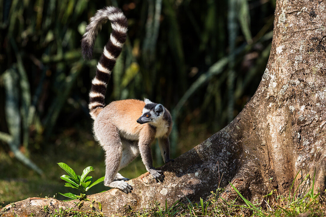 Katta, Lemur catta, Nahampoana Reservat, Süd-Madagaskar, Afrika