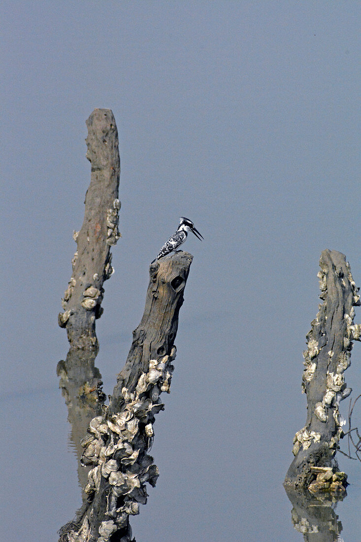 Gambia; am Bintang Bolong; Graufischer auf Holzpfahl; beobachtet das Wasser; am Holzpflock haften Austern