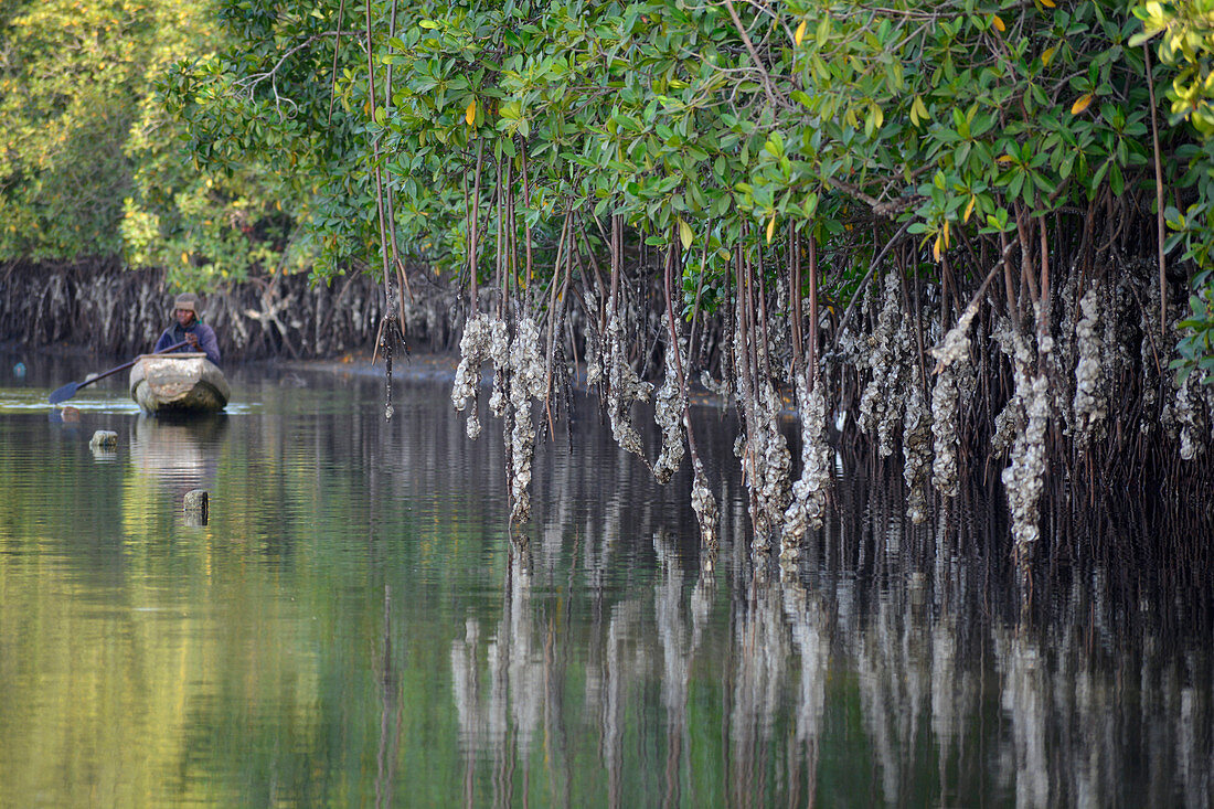 Gambia; am Bintang Bolong; Mangrovensumpf; Mangrovenwurzeln mit Austern; im Hintergrund Austernsammlerin in einem Boot