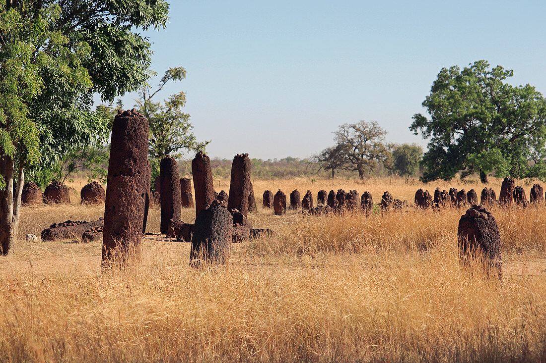 Gambia; Central River Region; Steinkreise bei Wassu; bestehend aus etwa 200 Megalithen;