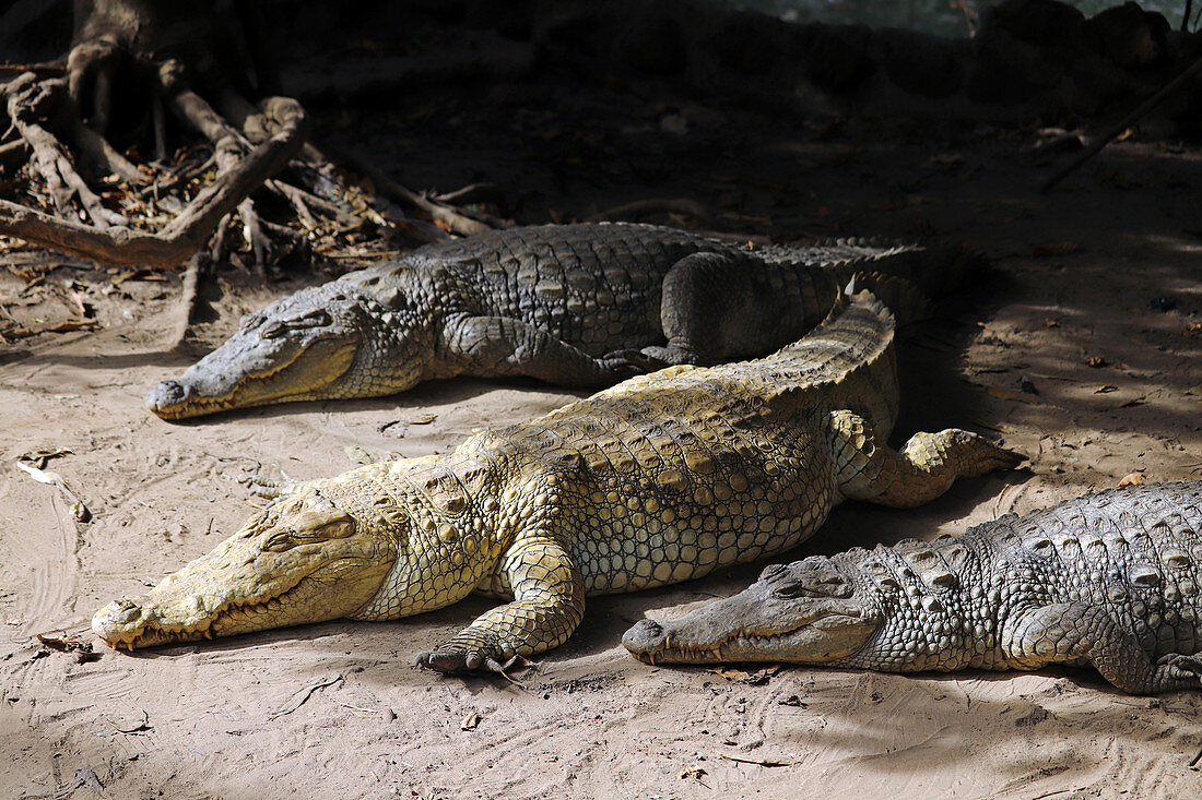 Gambia; Capital Region Banjul; Kachikally crocodile pool in Bakau; three female crocodiles in the sun